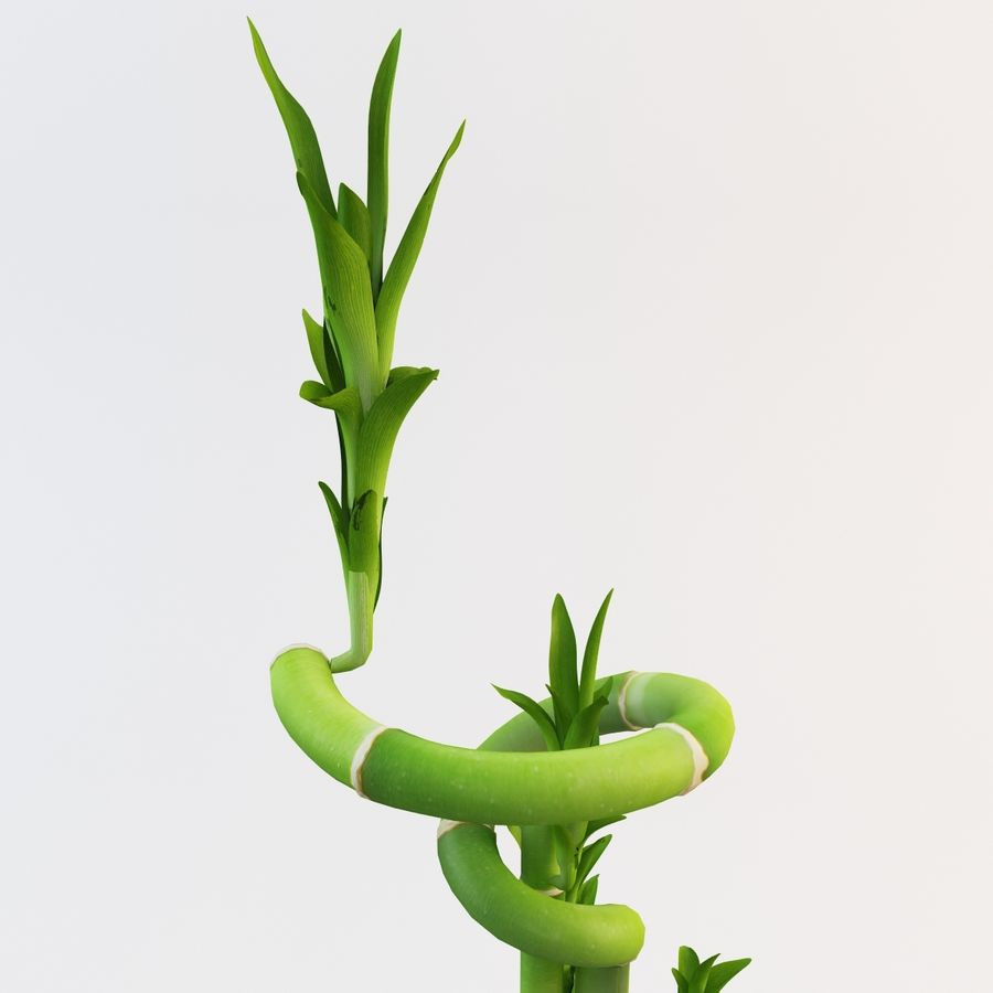 13 Lovable Vase for Lucky Bamboo Plant 2024 free download vase for lucky bamboo plant of lucky bamboo 2 3d model 39 obj ma max lwo c4d 3ds free3d intended for lucky bamboo 2 royalty free 3d model preview no 10