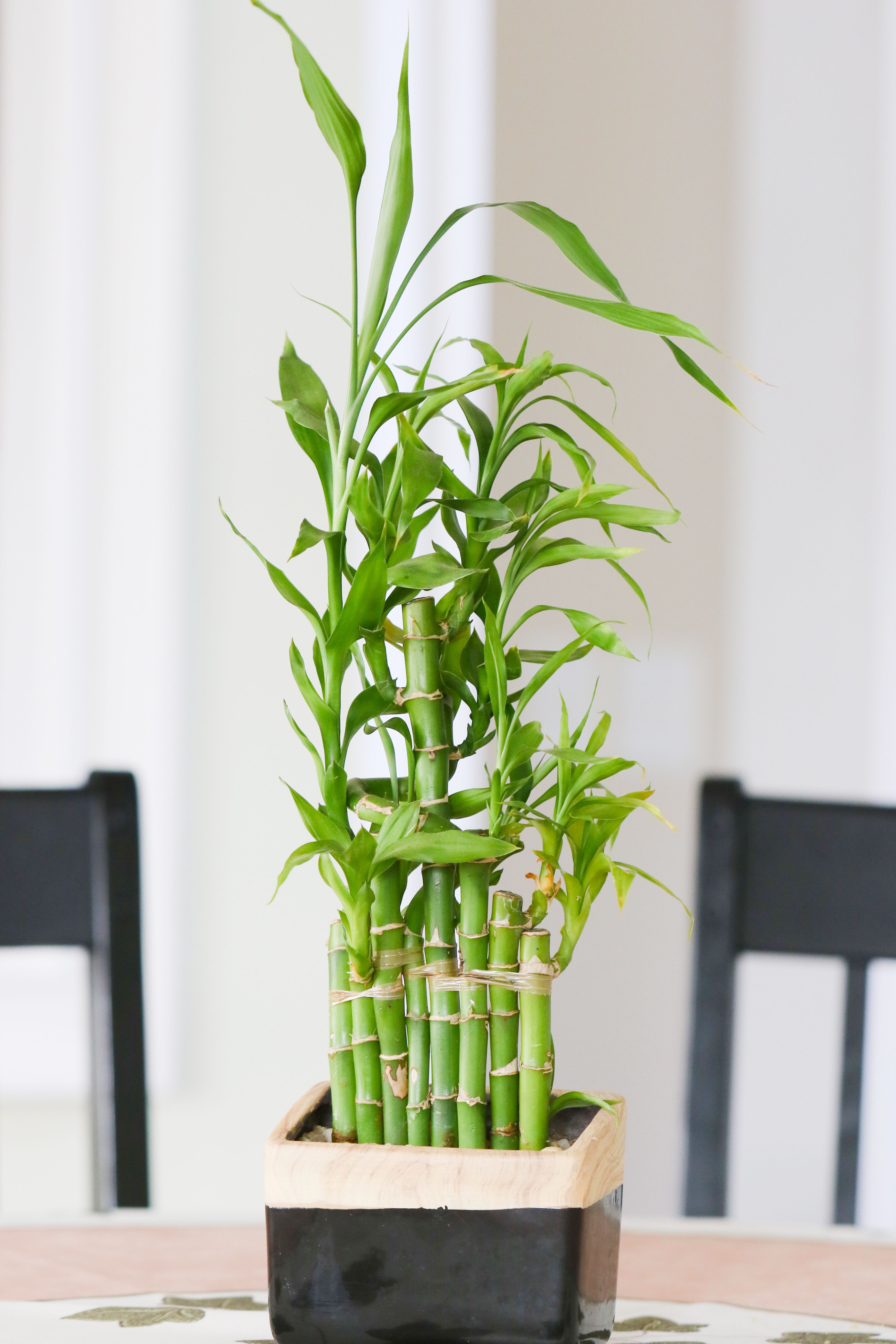 13 Lovable Vase for Lucky Bamboo Plant 2024 free download vase for lucky bamboo plant of plants that are safe for pet birds in bamboo plant indoor 848708450 5b517d4f46e0fb00377704a8