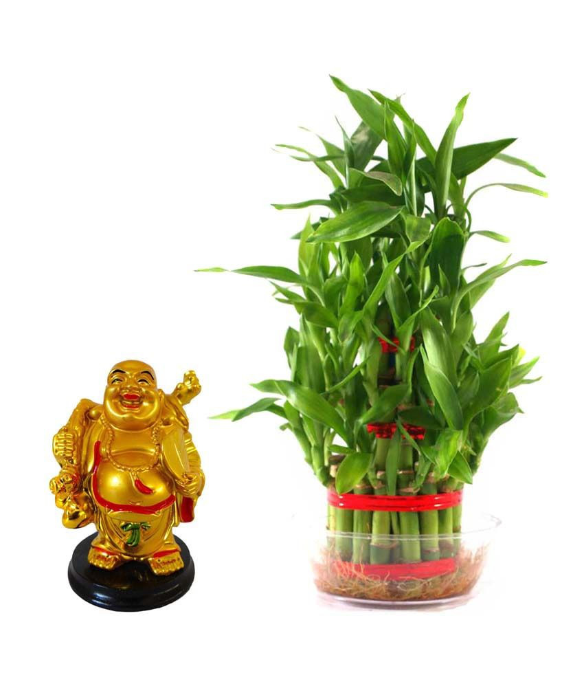 13 Lovable Vase for Lucky Bamboo Plant 2024 free download vase for lucky bamboo plant of rolling nature combo of laughing buddha and lucky bamboo buy for rolling nature combo of laughing buddha and lucky bamboo
