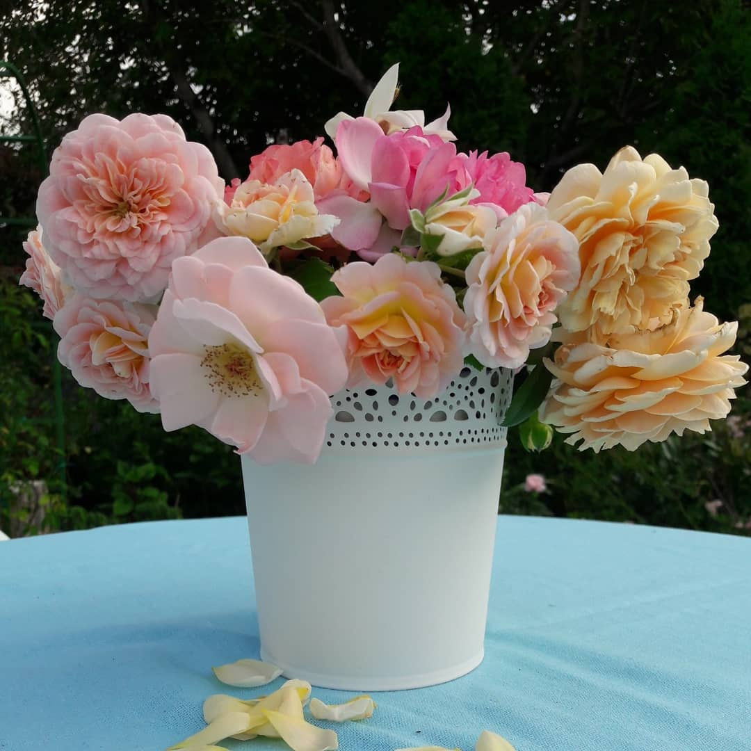 Vase Of Peonies Monet Of Shabbyroses Hash Tags Deskgram for Cvijeae Od Juaer Ali Jednostavno Mu Ne Mogu Odoljeti Roses Rua¾e