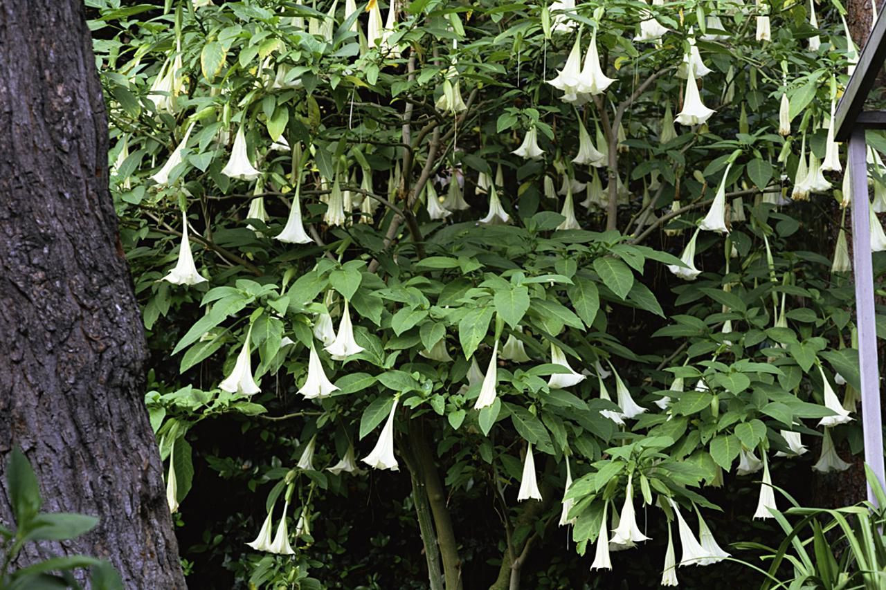vase shaped evergreen shrubs of plant profile angels trumpet brugmansia spp pertaining to angels trumpets resized 56a98c753df78cf772a82c3b