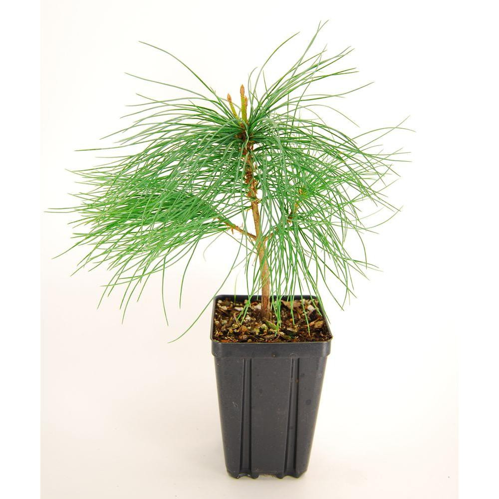 vase shaped evergreen shrubs of trees trees bushes the home depot within white pine potted evergreen tree