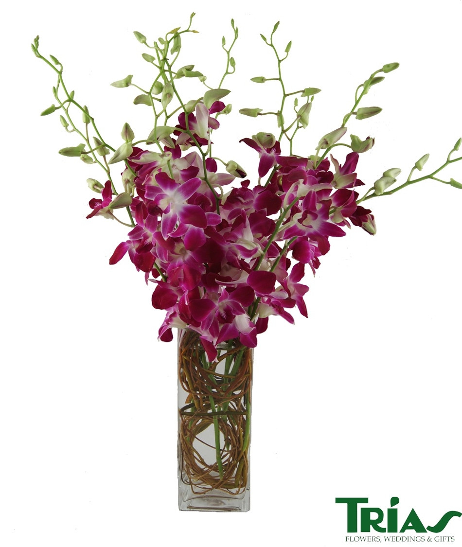29 Stunning Vase with orchids 2024 free download vase with orchids of orchids in vases home safe pertaining to dendrobium orchids square vase trias flowers miami fl
