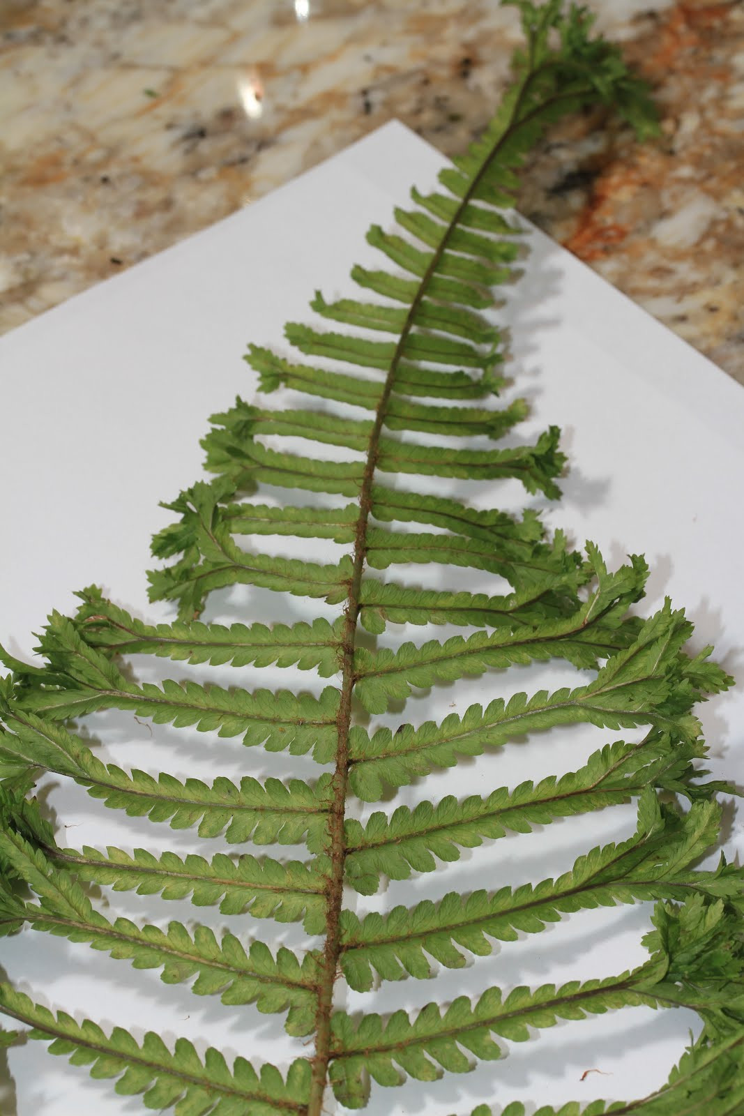 20 Awesome Weller Vase Value 2024 free download weller vase value of travelmarx february 2012 in dryopteris rachis frond