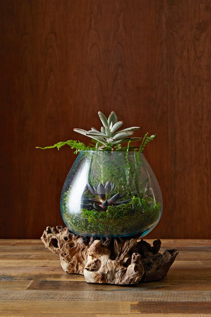 11 Perfect West Elm Flower Vase 2024 free download west elm flower vase of how to make an amazing terrarium west elm terrariums air plant for how to make an amazing terrarium west elm