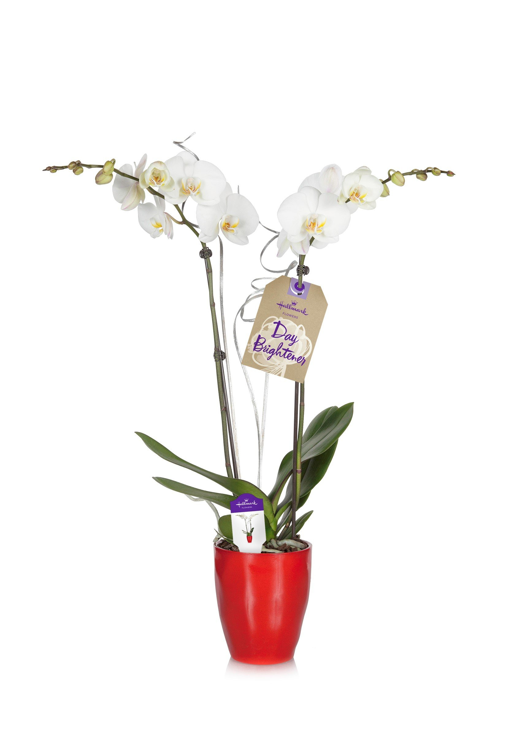 12 Popular where to Buy Silver Vase orchids 2024 free download where to buy silver vase orchids of cheap flowers orchid decoration find flowers orchid decoration throughout get quotations ac2b7 hallmark flowers holiday double spike white orchid with sil