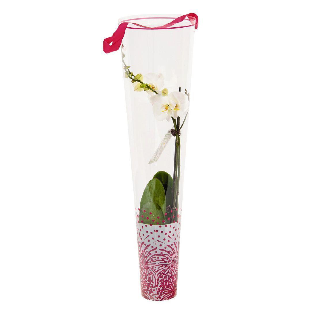 14 Popular White orchids In Glass Vase 2024 free download white orchids in glass vase of indoor phalaenopsis orchid pot assorted 12cm the warehouse with regard to indoor phalaenopsis orchid pot assorted 12cm