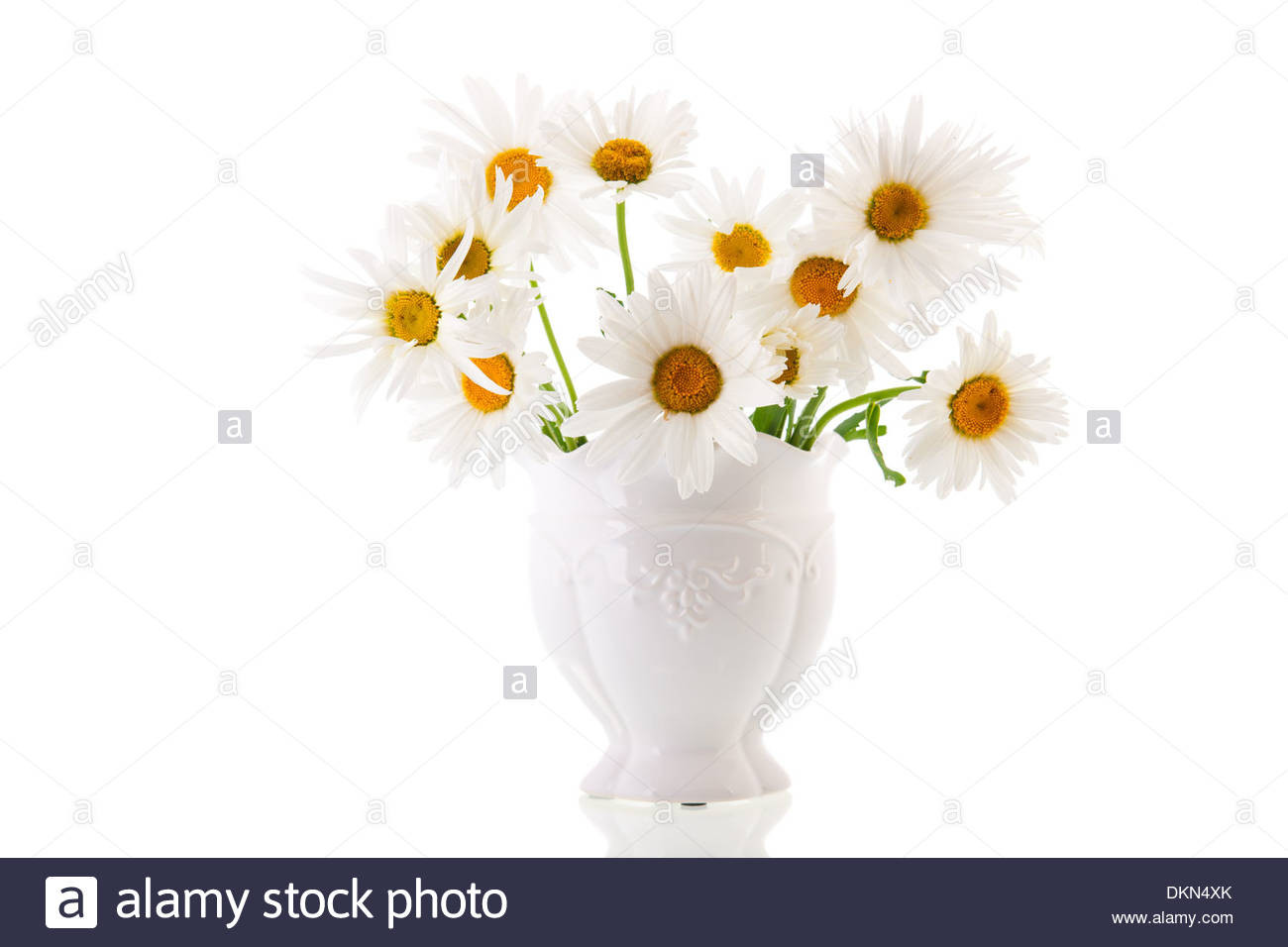10 Nice White Pitcher Vase with Flowers 2023 free download white pitcher vase with flowers of white daisies isolated in vase stock photo 63774443 alamy inside white daisies isolated in vase