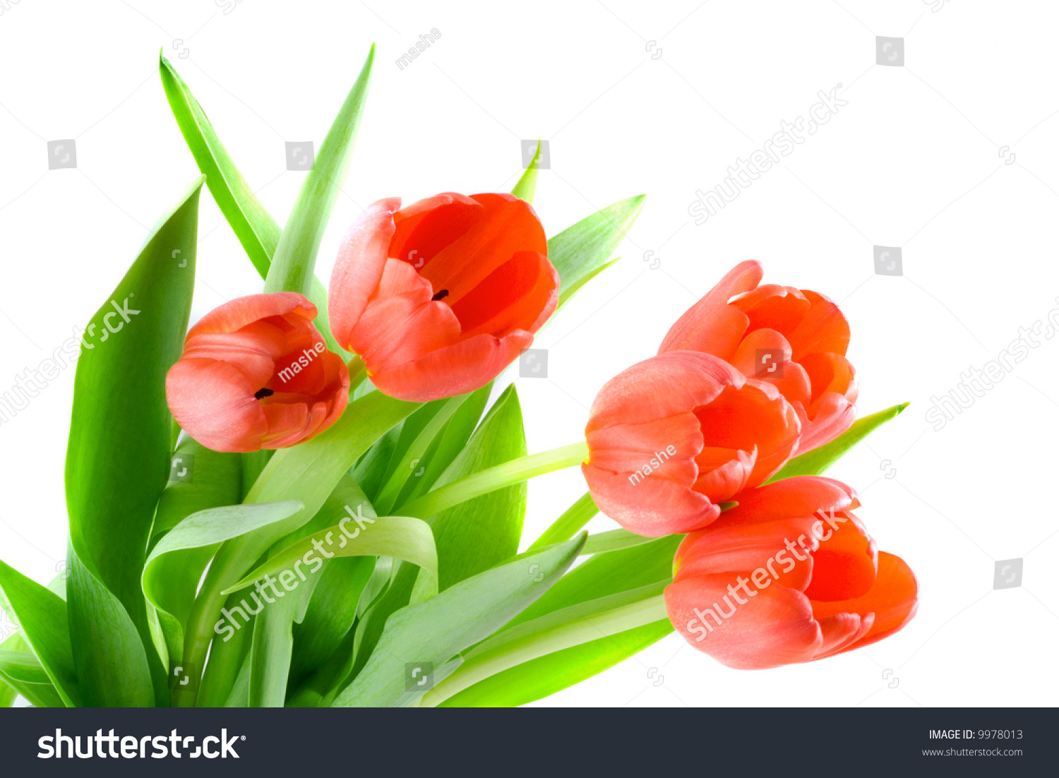 white tulips in glass vase of bouquet od beautiful tulips vertical ez canvas inside stock photo tulip flower isolation on the white 9978013