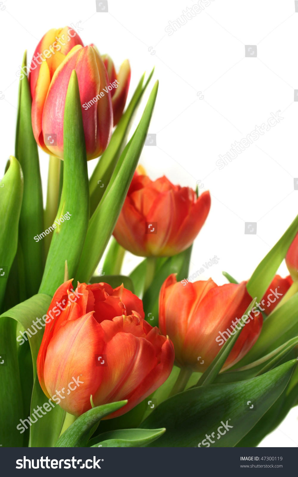 15 Stylish White Tulips In Glass Vase 2024 free download white tulips in glass vase of bouquet od beautiful tulips vertical ez canvas with regard to stock photo tulip bouquet on white background 47300119