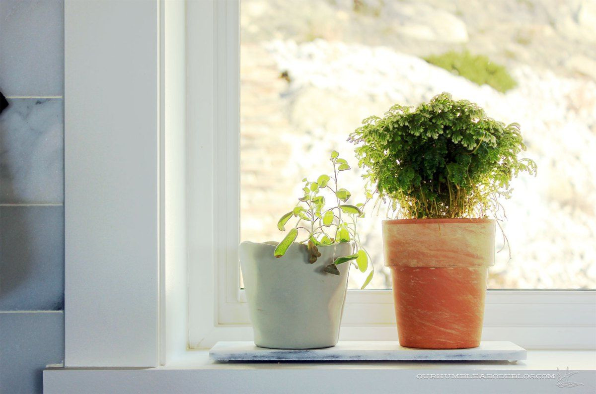 21 Amazing Window Sill Vases 2024 free download window sill vases of selaginella snow top fern on kitchen window sill gardening with selaginella snow top fern on kitchen window sill