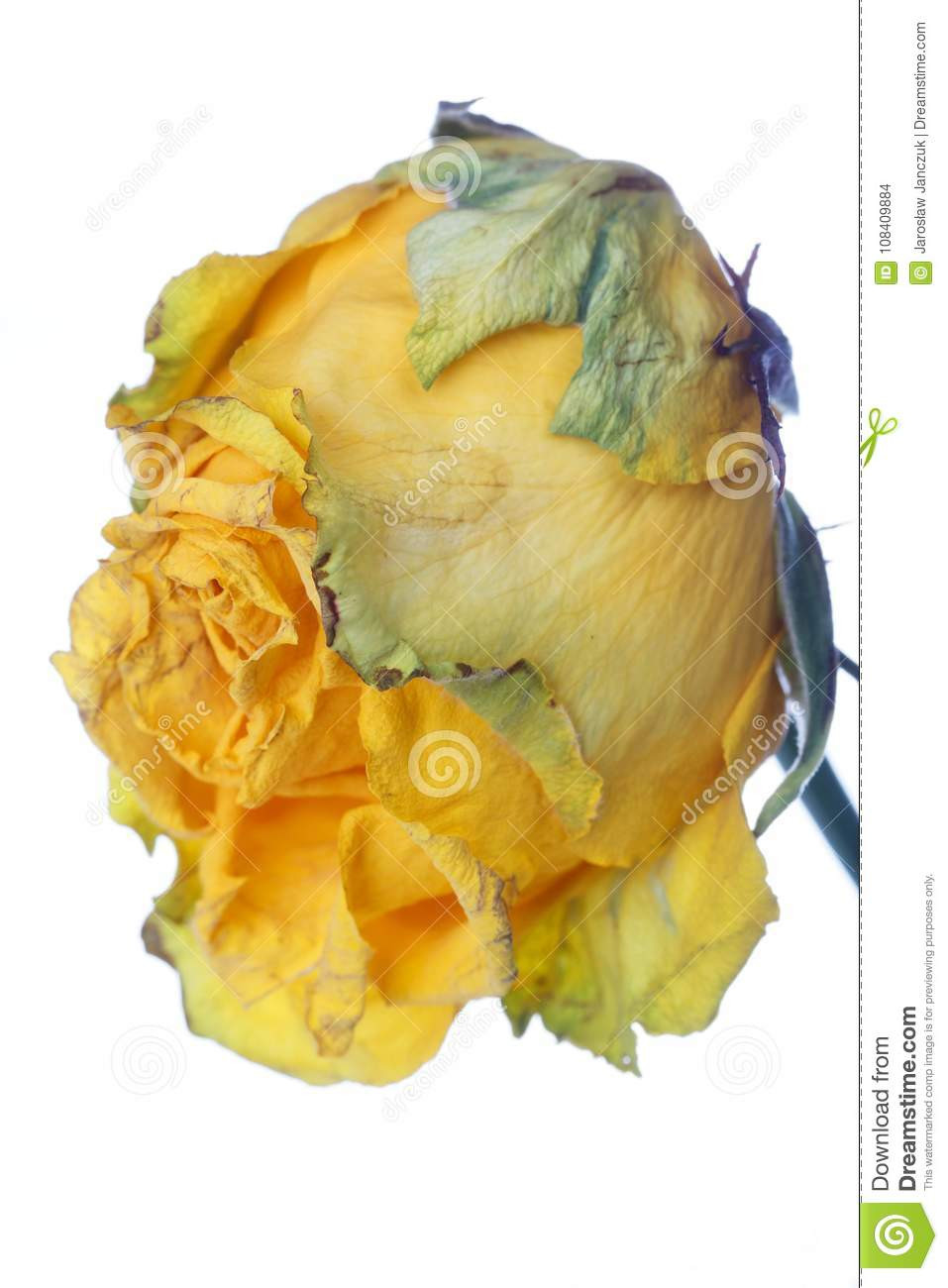 17 Recommended Yellow Flowers In Vase Painting 2024 free download yellow flowers in vase painting of wilted rose stock photo image of rose wilted blossom 108409884 inside yellow wilted rose in a vase isolated od white