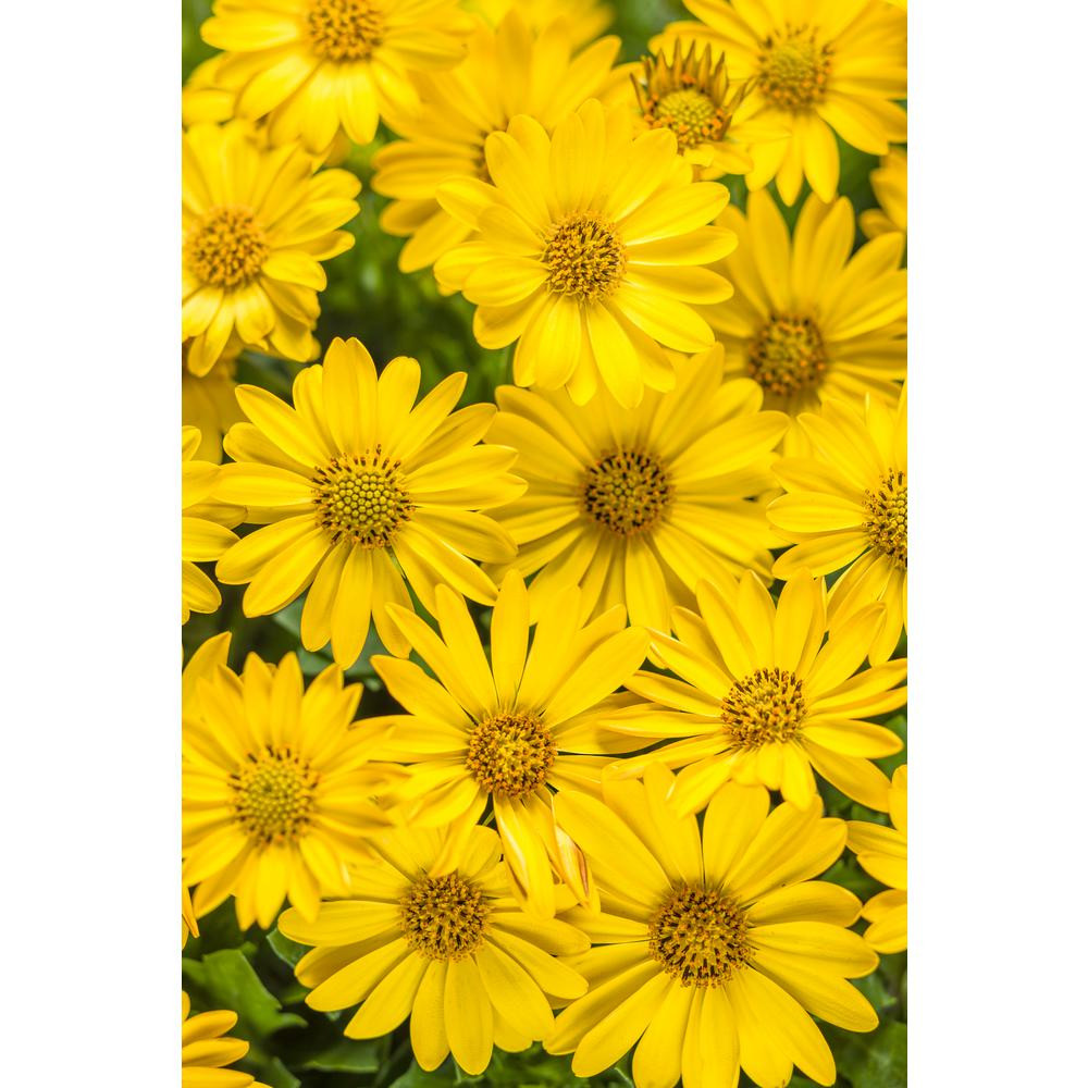 17 Recommended Yellow Flowers In Vase Painting 2024 free download yellow flowers in vase painting of yellow daisy annuals garden plants flowers the home depot with regard to bright lights yellow african daisy osteospermum live plant yellow flowers 4 25 in